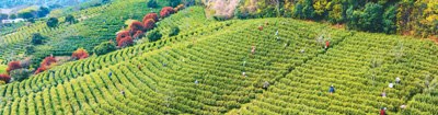 在江苏省南京市溧水区晶桥镇的一座茶园，茶农正在采摘茶叶。朱红生摄（人民图片）