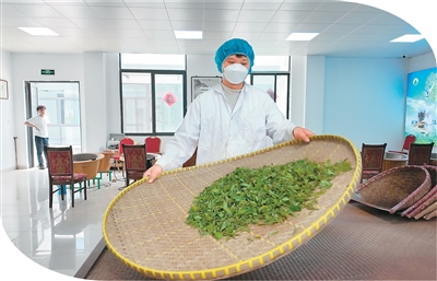 陈陆宇在展示杀青工艺。