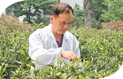 陈盛峰在茶田里观察茶树的长势。