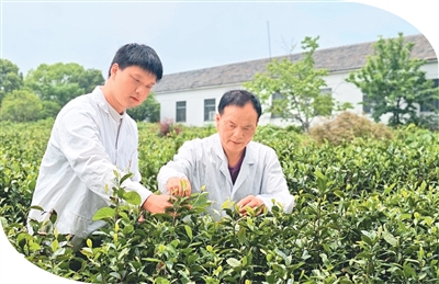 陈盛峰（右）在茶田里向儿子陈陆宇教授采摘的要领。
