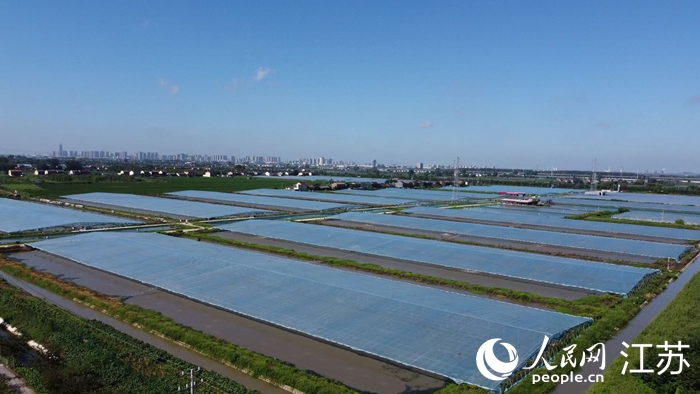 高邮现代农业高质量发展示范园里的薄膜虾棚。人民网 杜沁萌摄