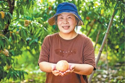 高淼洁家的桃园喜获丰收。王蔺廉摄