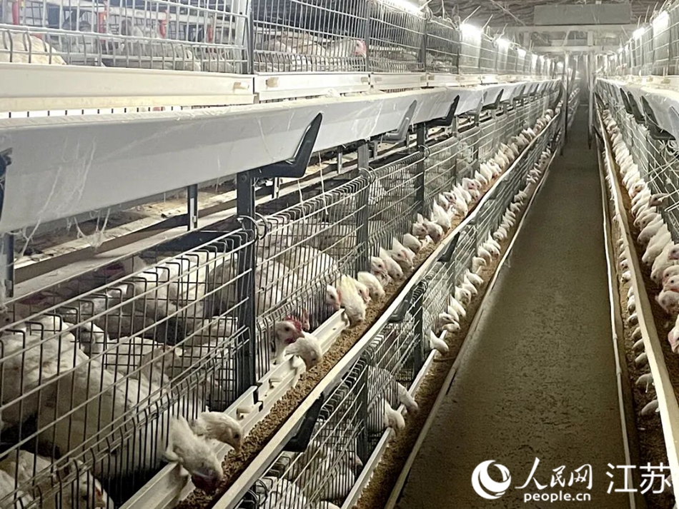 监控显示,肉仔鸡正在进食。 人民网记者鞠峰摄